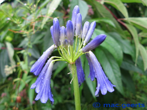 Agapanthus inapertus ssp inapertus